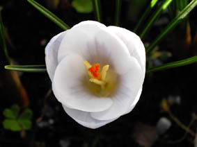 Crocus chrysanthus 'Prinz Claus'